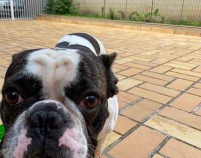 Pet Hotel Cachorrada