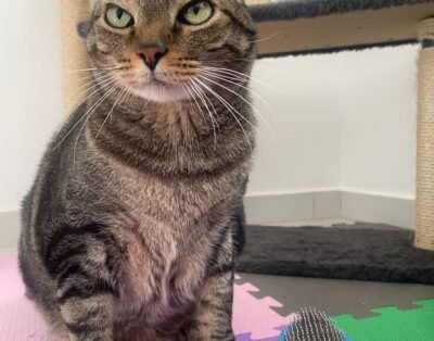 Hotel para gatos e Cat Sitter – Olhar Felino – Curitiba