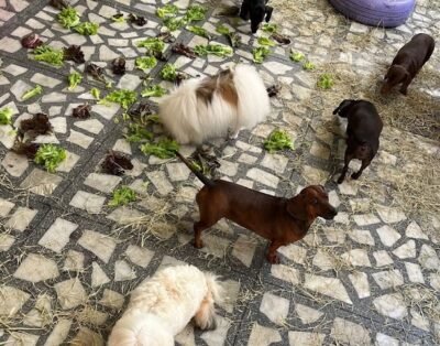 Pet Fun – Creche e Hospedagem Afetiva para Doguinhos de Pequeno Porte