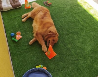 Dream House – Hotel para cães