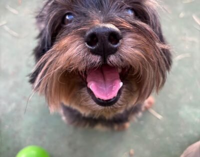 Petlândia – Hotel, Creche e Day Care para cães.