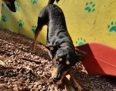 FRIENDSPET Creche, Hospedagem e Estética