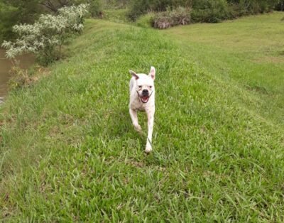 Pet Village Animal Hotel