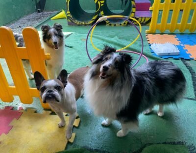 Dogs Stock Pet Care, Creche e Hotelzinho.