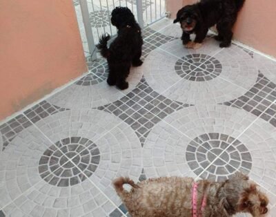 Lets House Hotelzinho Pet