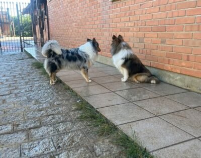 Entre Cães – Creche e Hotel para Cães