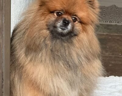 Casa da Tia Aurea – Pet hotel