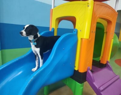 PetCreche Daycare for Dogs and Cats