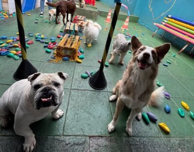 Creche e hotel Dogdiscipline