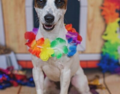 High School Dog – Creche para cães