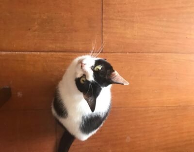 Hotel e creche familiar para animais. Hospedagem. Família Pet