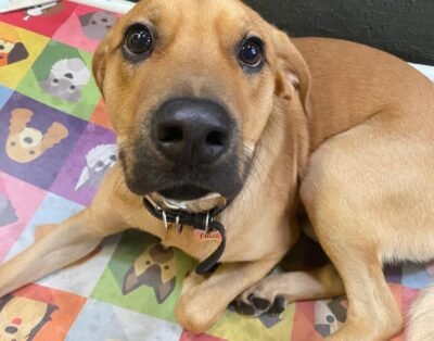 Maternau | Creche Para Cães