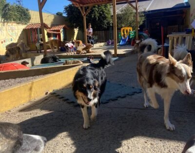 Arte Manhas Dog Daycare and Hotel