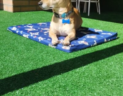 Dapatadog – Hotel, Day Care, Banho, Tosa para cães