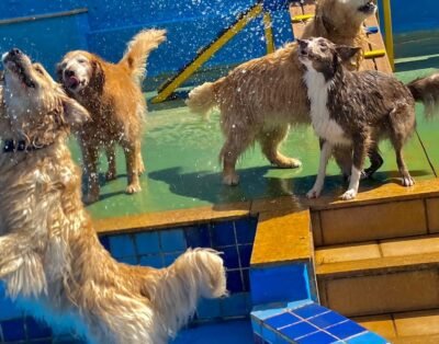 Educãodo – Center for Wellness Canine