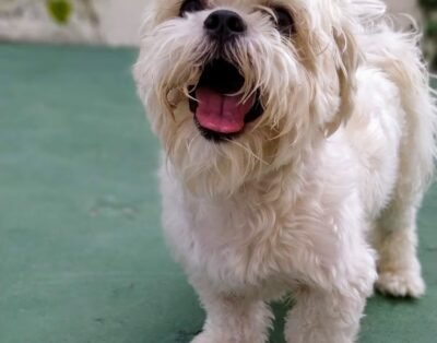 Hotel e Creche Bom pra Cachorro