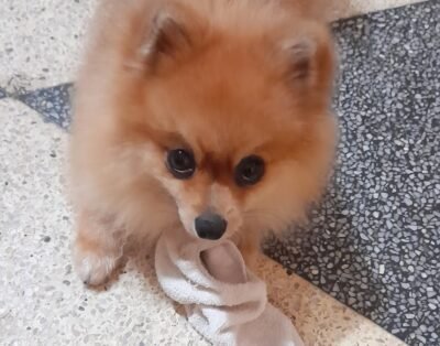 hospedagem dog care danisoares