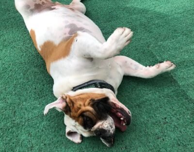 Pelo Mundo Pet Resort