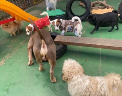 Estrelato Pet Residence