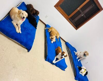 Hotel e Creche Três Peludos