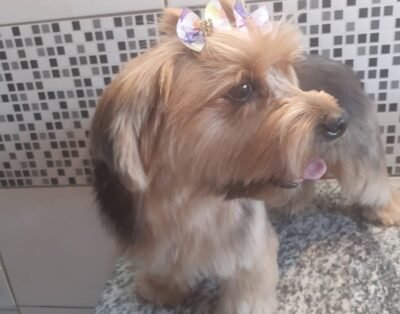 Tia Beth Banho e Tosa