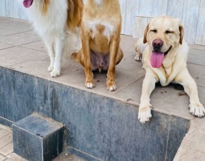 Dog Yard Creche e Hotel para Cachorro | Day Care – Zona Sul
