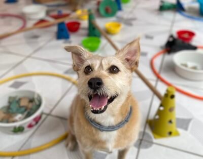 Apetdão: Creche e Hotel, Adestramento, Babá pet e Passeios