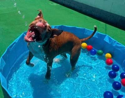 Creche Hotel Ilha das Patinhas Pet (Creche, Hospedagem e Day Use Pet)