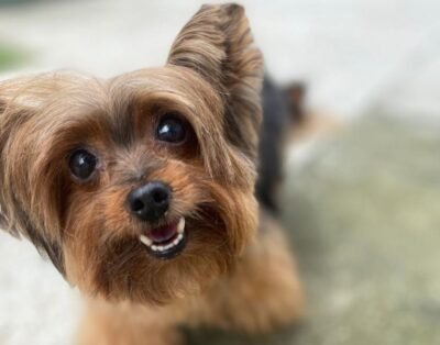 Loyal Friends: Creche, Hospedagem e Centro de Estética para Cães