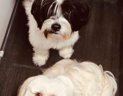 Cool Dog Curitiba – Hotel para Cachorro