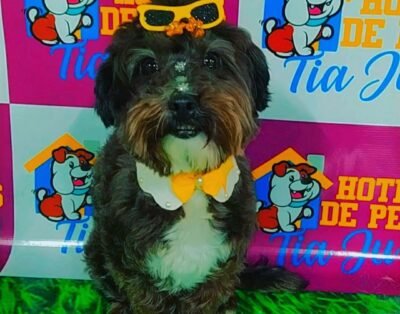 Pet shop hotelzinho Tia Jú
