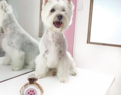 Petsitter store & spa