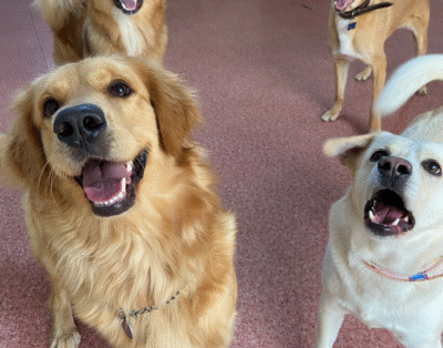 Pereira Pets: Creche e Hotel para Cães em Porto Alegre