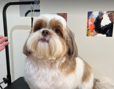 Gab Pet Sallon – Pet Shop e Hotel Para Cachorro Curitiba