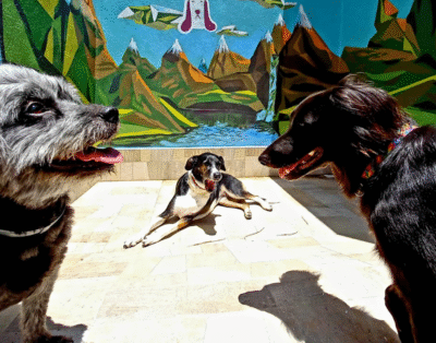 Pack Real – Hotel and Day Care for Dogs