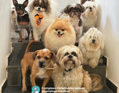 Complexo Veterinário Lustosa