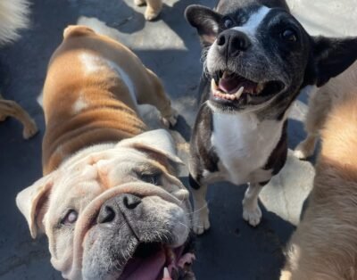 Mucho Gusto Pet Escola