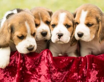 Filhotes de Beagle