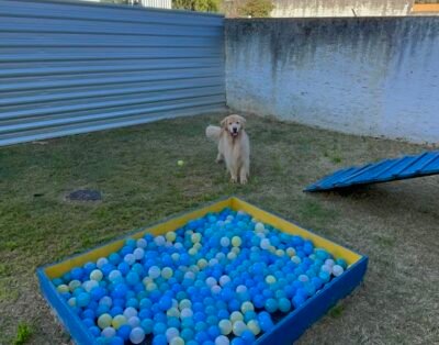 Querência dos Bichos – Creche e Hotel
