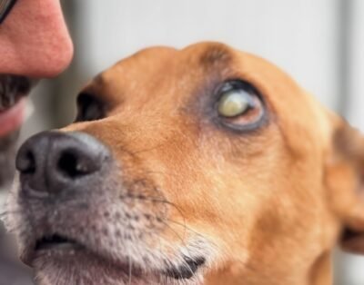 MoscaPet Hotel – Hotel para Cachorros