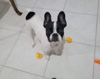 Bem Ficar – Hotel e creche para pets