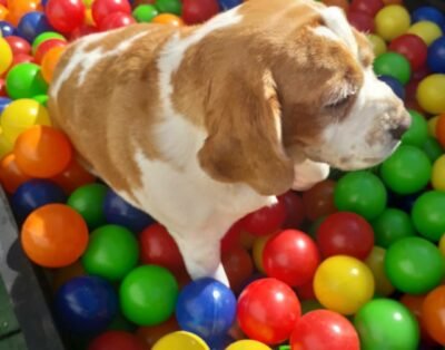 Suh Cão Hostel | Creche hotel para cachorros