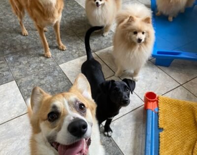 Creche e Hotel Império das Patinhas