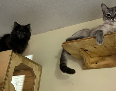 Hotel gatuno Michiland