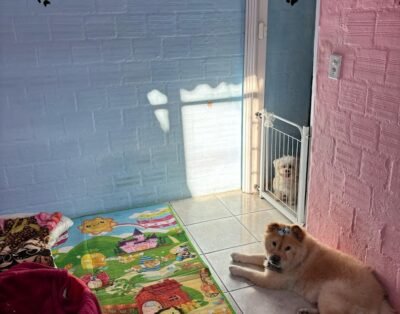 Creche e Hotel para Cães – Tia Sil