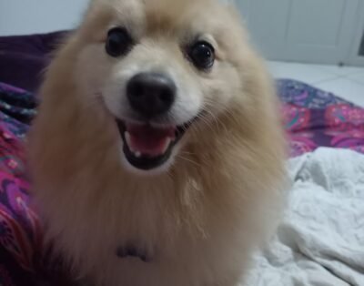 Casa da Paula – Creche e Hotel para Cães