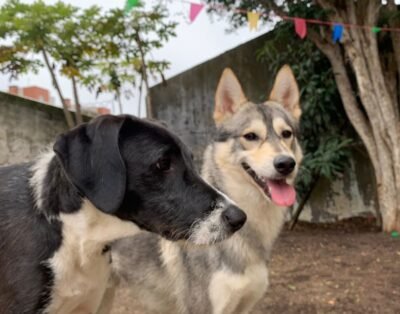 Dog House Pinheirinho