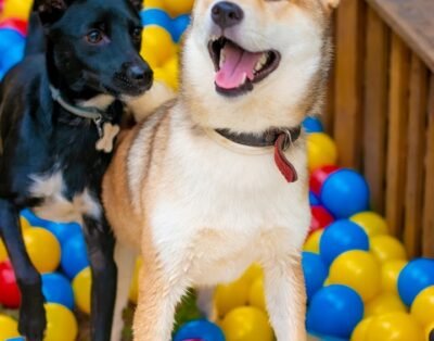 Pátria Pets – Complexo Pet Care