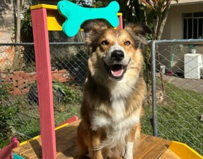 Casa da Jade – Creche e Hotel Pet