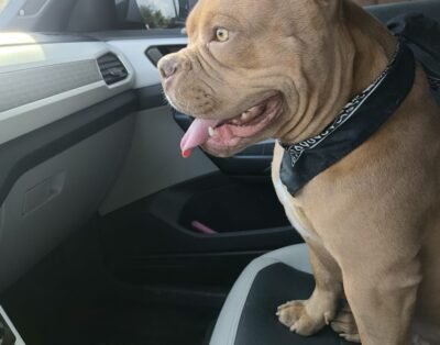 Pett em Casa Hospedagem Domiciliar